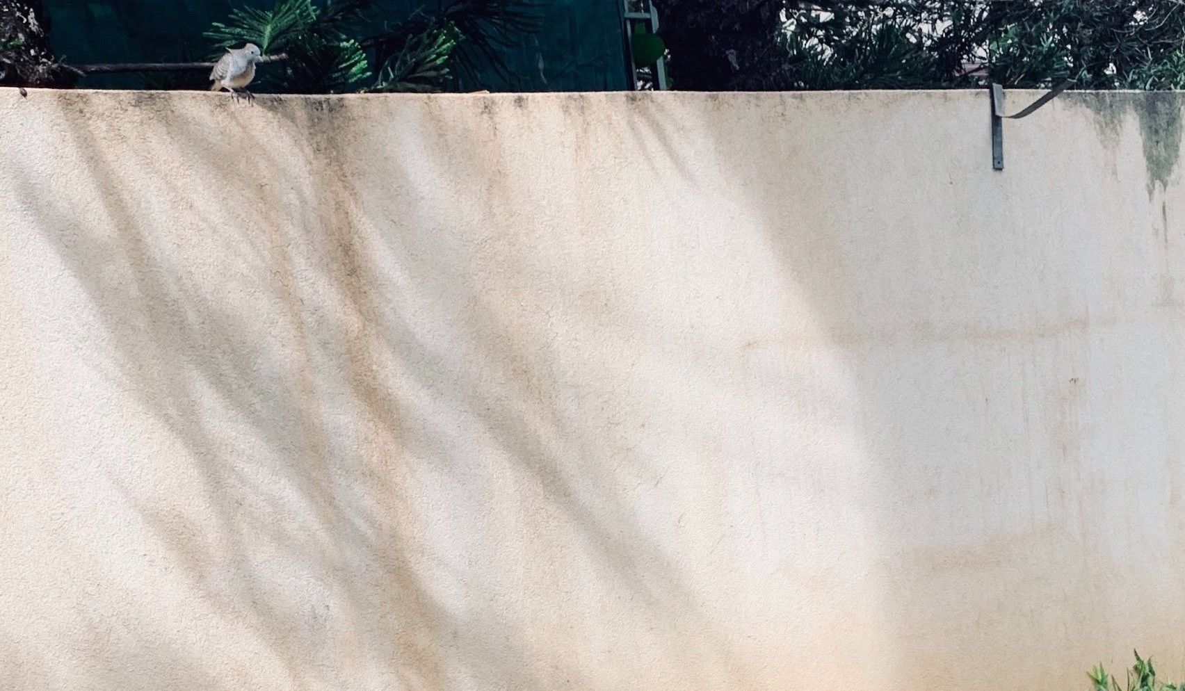 The Dove, The Tree, The Dog, and the Shed. Red Lines in the Air.